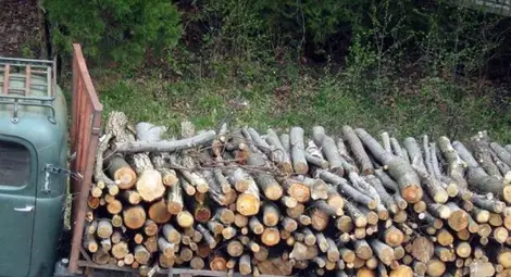 Частни лесовъди тестват електронните  билети за превоз на дървесина