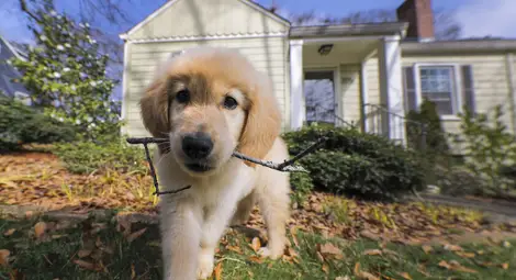 3 неща, които вбесяват кучетата