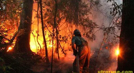 Подпалвач хвърли в огън гора край Бургас Подпалвач хвърли в огън гора край Бургас