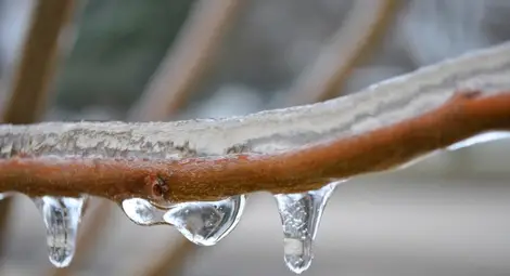 Овошките оцеляват на  косъм от внезапния студ