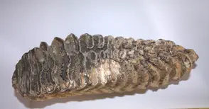 Зъб на мамут и миди на 60 млн. години разказват за древния живот край Русе