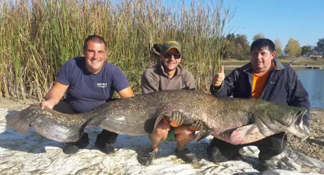 Сом с гигантски размери плува в язовир Берсин