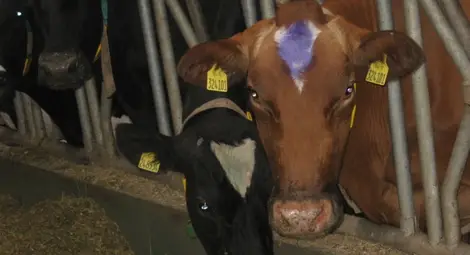 Още 20 млечни ферми в Русенско  заплашени от затваряне