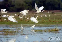 В Сибир пият даже и птиците