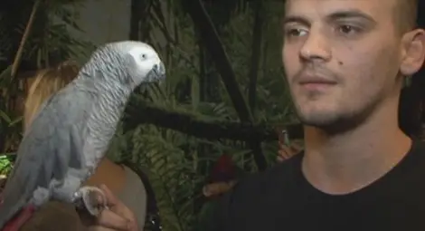 Папагал рецитира "Аз съм българче! (Видео)