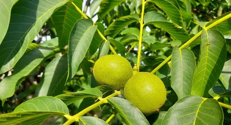 Русенската „ГИП-60“ връща 226 хиляди лева субсидия за био орехи Русенската „ГИП-60“ връща 226 хиляди лева субсидия за био орехи