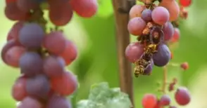 Лозари очакват лошо качество и критично ниски добиви на грозде