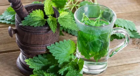 Копривата - чудо на природата Копривата - чудо на природата