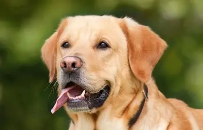 Учени доказаха, че кучетата разбират отделни думи