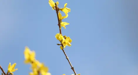 За поредна година Цветница е празникът с най-много именици