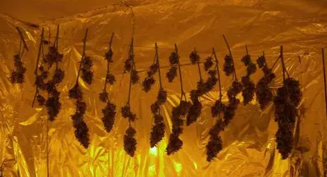 Руснак превърнал сеновал в оранжерия за канабис в Новград