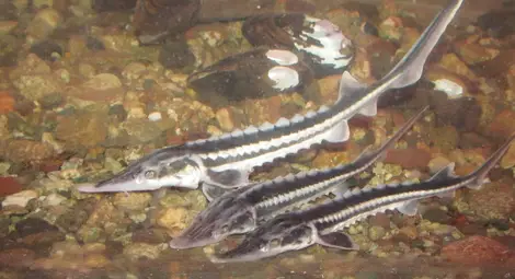 Шест пъструги заздравяват есетровата популация в Дунав