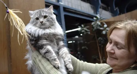 Турска ангора стана национален шампион