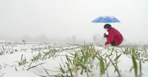 Падналият сняг  спаси рапицата