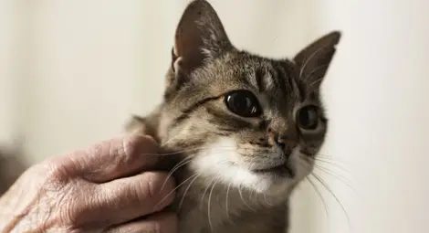 Галенето стресира котките