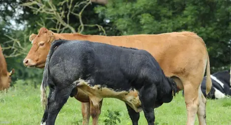 Млечните породи намаляват  за сметка на месодайните
