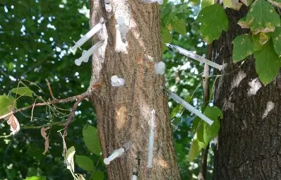 Дърво на наркоманската гордост шокира в Парка на младежта Дърво на наркоманската гордост шокира в Парка на младежта