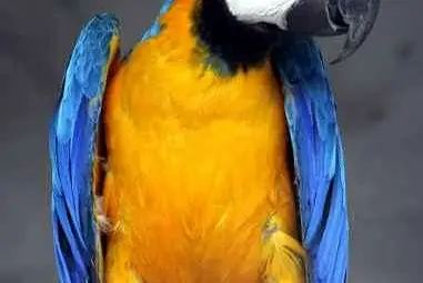 6 месеца затвор за убийство на папагал 