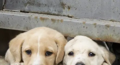 60 зоополицаи погват насилници на животни