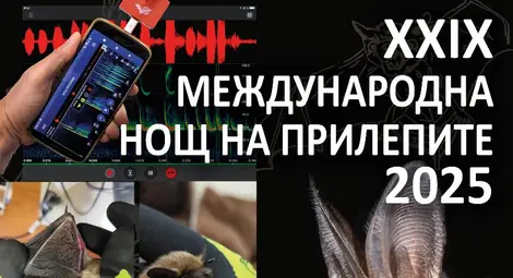 Нощ на прилепите в Европа