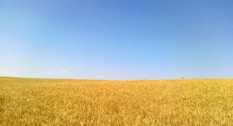 Над 2000 дка държавна земя излизат на търг Над 2000 дка държавна земя излизат на търг