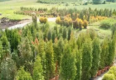 Правителството одобри проект на закон за защита на растенията 