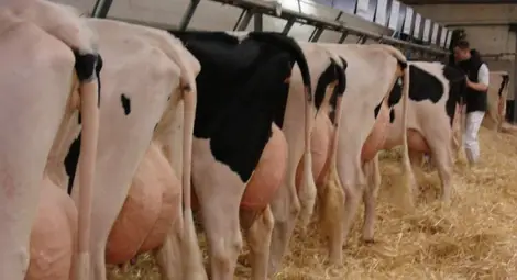 400 млечни ферми от Русенско заплашени от закриване 400 млечни ферми от Русенско заплашени от закриване