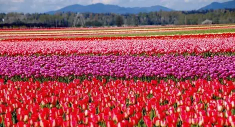 Русия може да спре вноса на лалета от Холандия