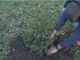 Русенци засаждат Коледна гора с живи елхички след празниците