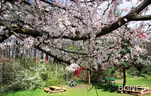 Астрономическата пролет настъпва в 0.45 ч. на 21 март