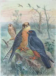 Галерията показва смятани за изгубени акварели с птици