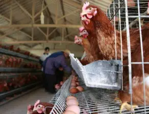 МВР и ДАНС се включват в ликвидирането на птичия грип у нас