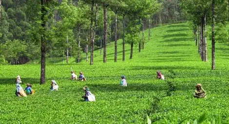 Селскостопанските производители подложени на натиск