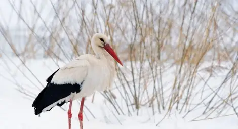 Щъркел отлетя подплашен от спасителите си