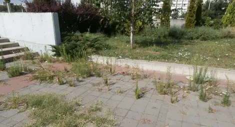 Треволяци постепенно превземат  площада пред спортната зала