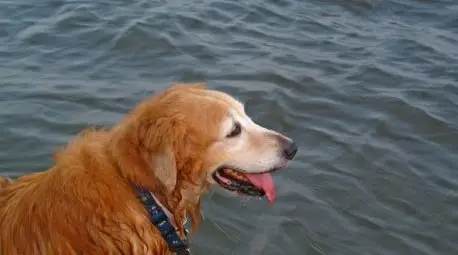 Бургазлия се хвърли в леденото море и спаси кучето си