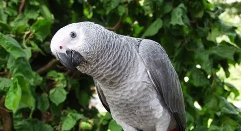 Папагал рецитира "Аз съм българче! (Видео)