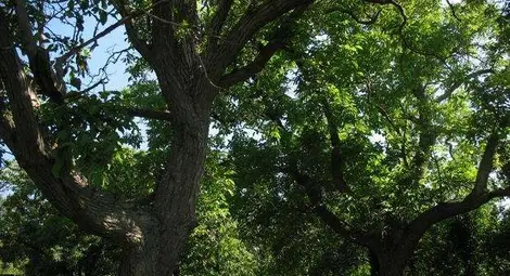 Дърво-съратник на Панайот Хитов и Паскал Воевода грабна приза "Дърво с корен 2012" Дърво-съратник на Панайот Хитов и Паскал Воевода грабна приза "Дърво с корен 2012"