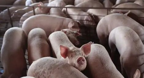 Ферма спечели още половин милион  след борбата с африканската чума