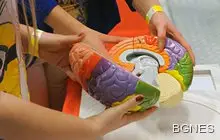 Учени установиха как кокаинът руши мозъка