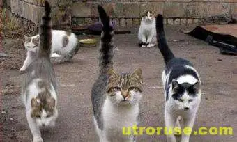 Котки за малко да умъртвят жена с куче