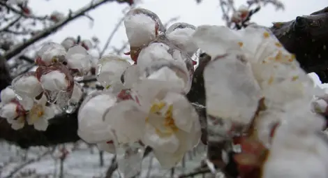 Овощарите подават заявления за компенсации от измръзване