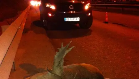 Кола уби бродещия от месеци лопатар в Русе