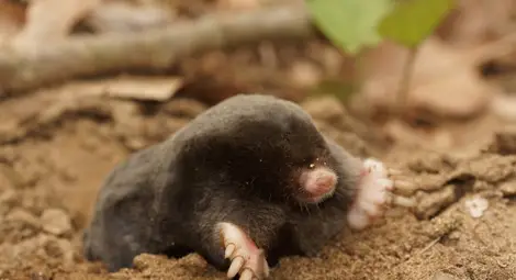 Български учени откриха нов вид бозайник