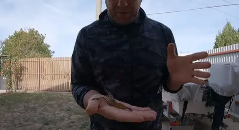 Гигантски азиатски скариди правят колонии в Дунав около Русе