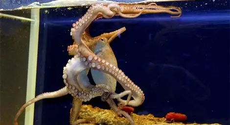 Изверги умориха 5 сепии, два октопода и задигнаха ценни риби от Природонаучния музей в Пловдив /галерия/