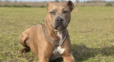 Пиян русенец насъска питбула си срещу хора