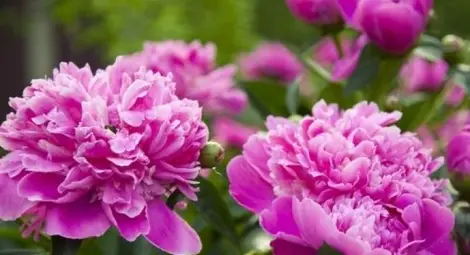 Цветята, които носят късмет и предпазват от всякакви зли сили и магии Цветята, които носят късмет и предпазват от всякакви зли сили и магии