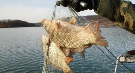 Заловиха бракониери  в лимана на Корабната