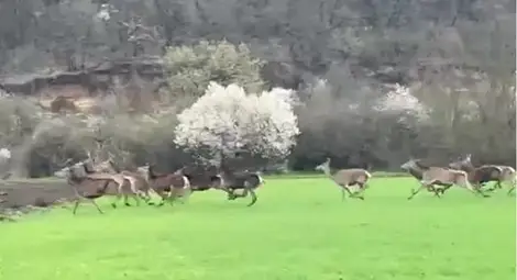 Част от елените, заснети в публикувания във фейсбук от Рилка Игнатова клип.				    Снимка: Стопкадър